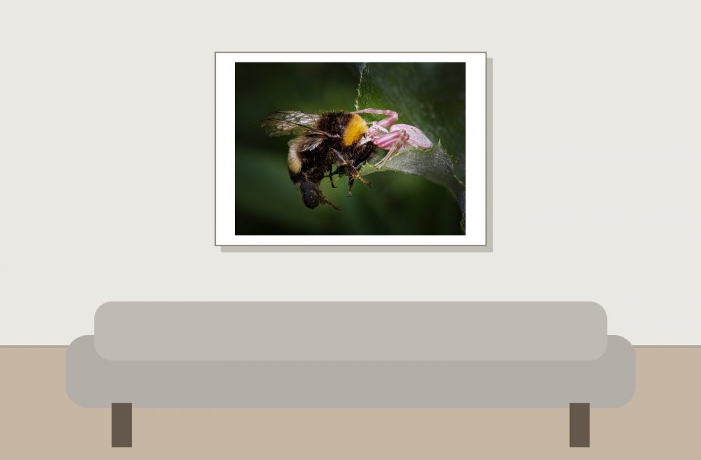 Misumena Vatia X Bombus — 20250521 — 70 × 50 cm