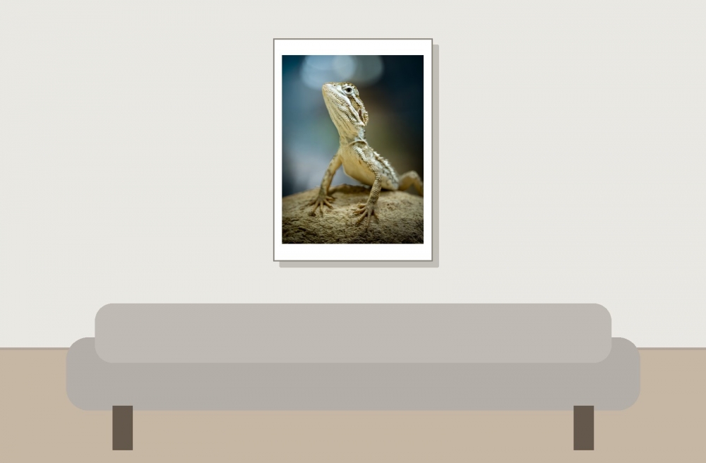 Pogona Henrylawsoni — 20251115-2025-11-15 — 50 × 70 cm