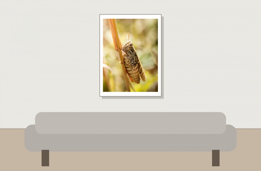 Calliptamus Spec — Cheny — 30 × 40 cm