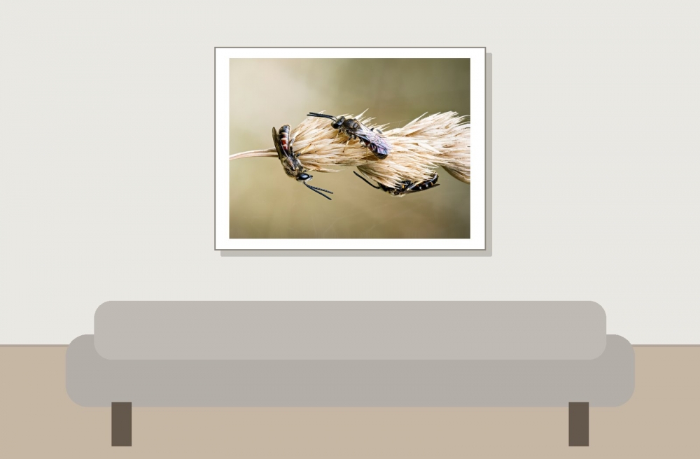 Lasioglossum Calceatum — Cheny — 40 × 30 cm
