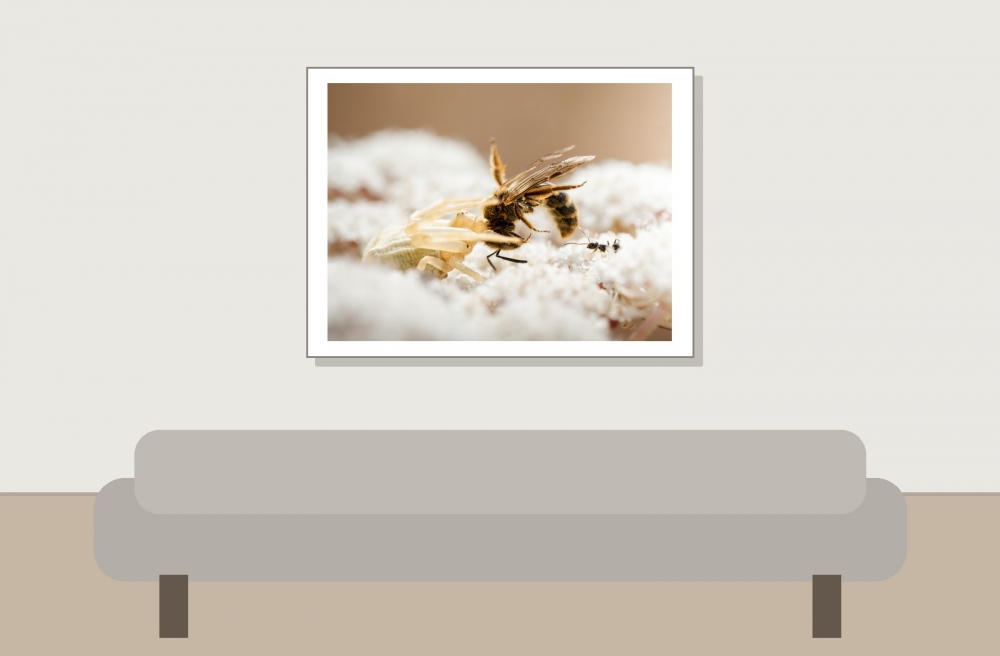 Misumena Vatia X Apis Mellifera — Venoy — 40 × 30 cm