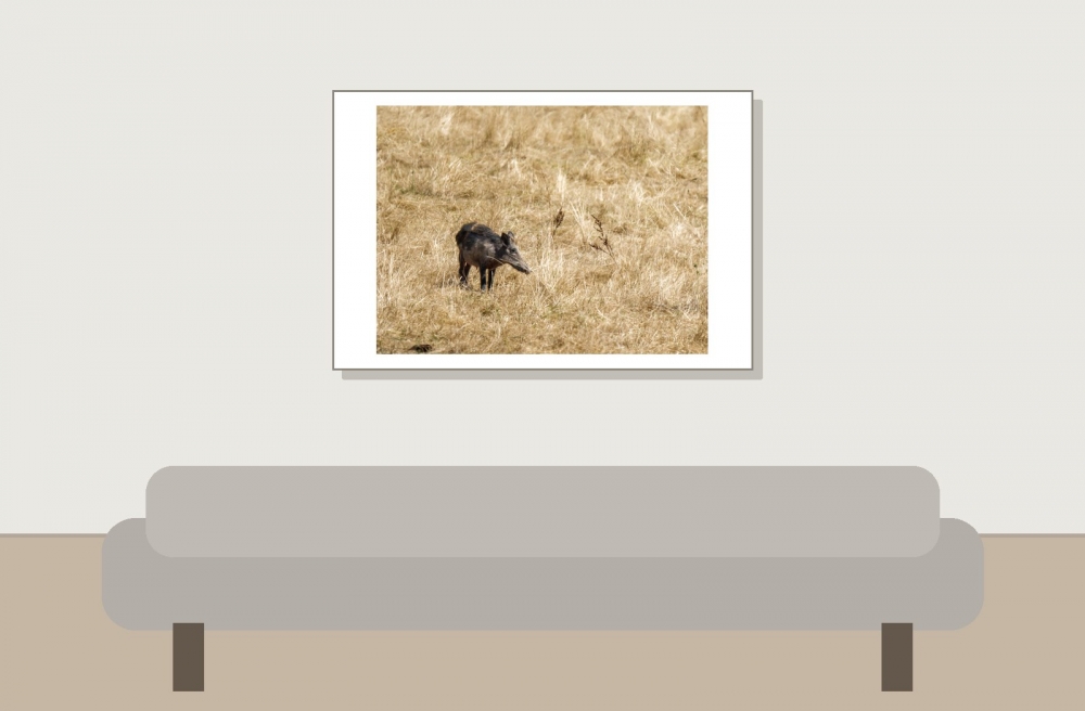 Wild Boar in Cheny — 60 × 40 cm