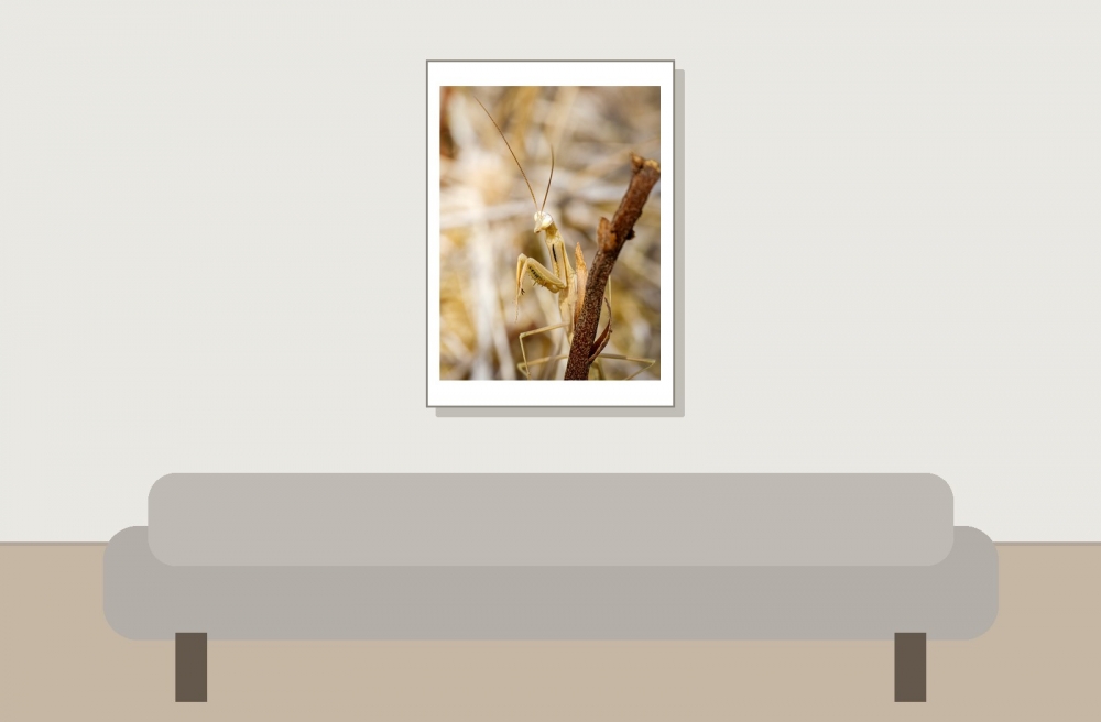 European Praying Mantis in Venoy — 50 × 70 cm