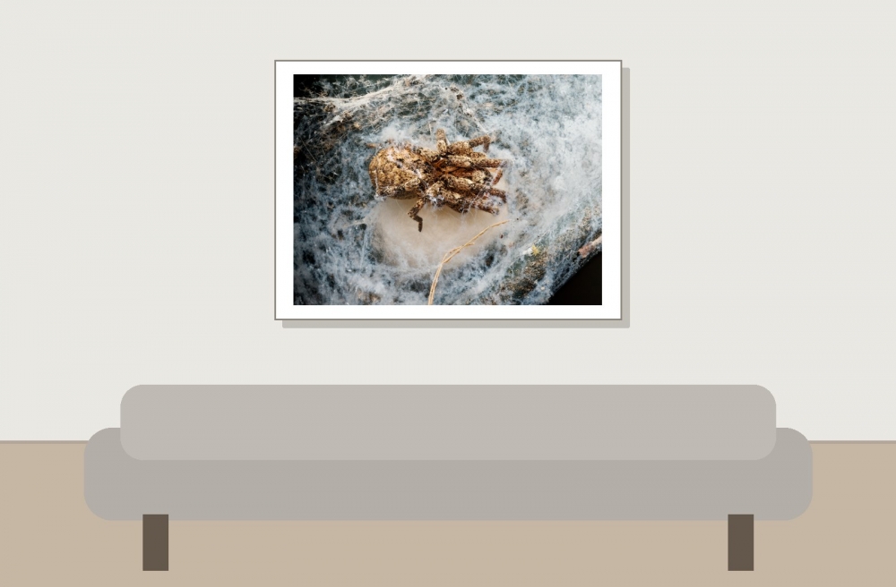Zoropsis Spinimana — Cheny — 40 × 30 cm