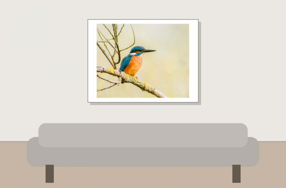Alcedo Atthis 18 — Vergigny — 40 × 30 cm