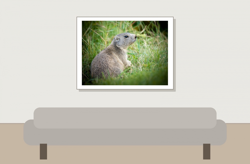Marmota Marmota — 20250811 — 40 × 30 cm