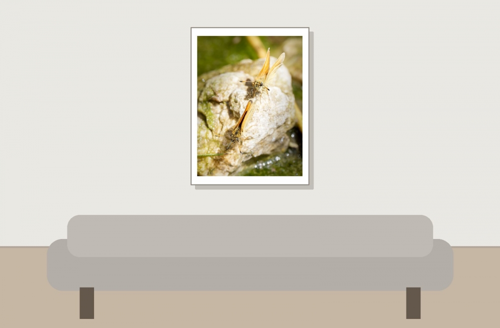 Thymelicus Lineola — 20250811 — 30 × 40 cm