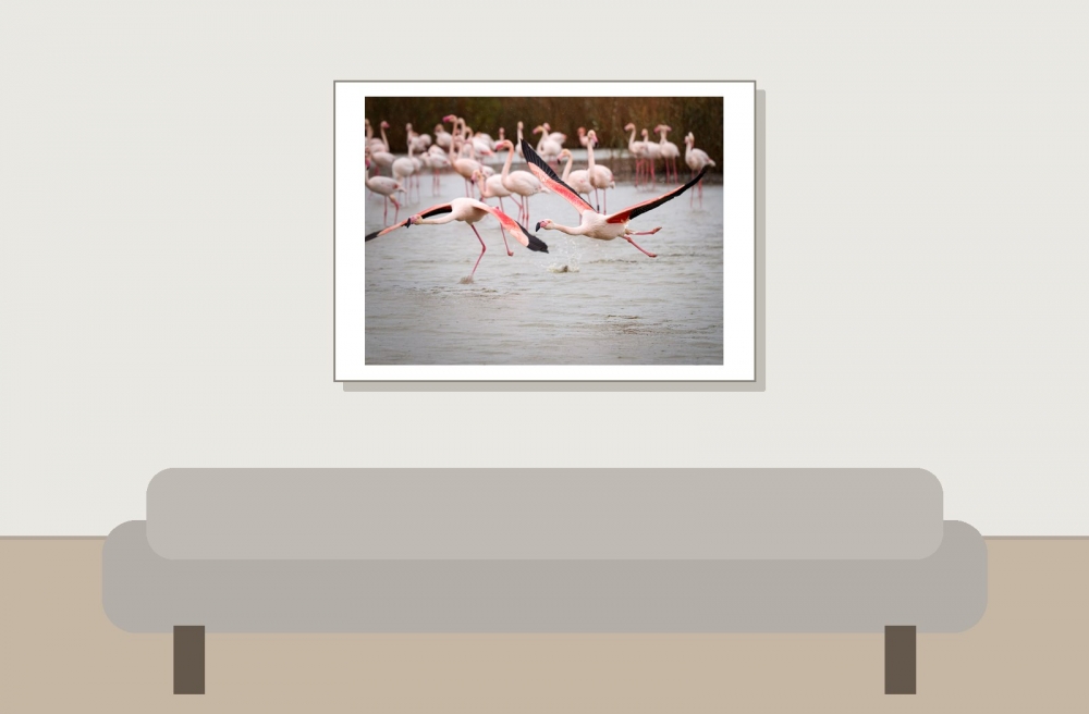 Phoenicopterus Roseus — 20251201 — 70 × 50 cm
