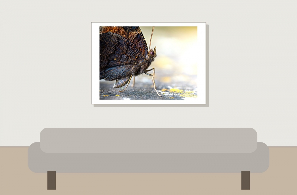 Aglais Io — Sceaux — 70 × 50 cm