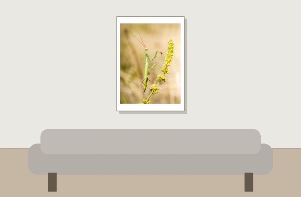 European Praying Mantis in Venoy — 50 × 70 cm