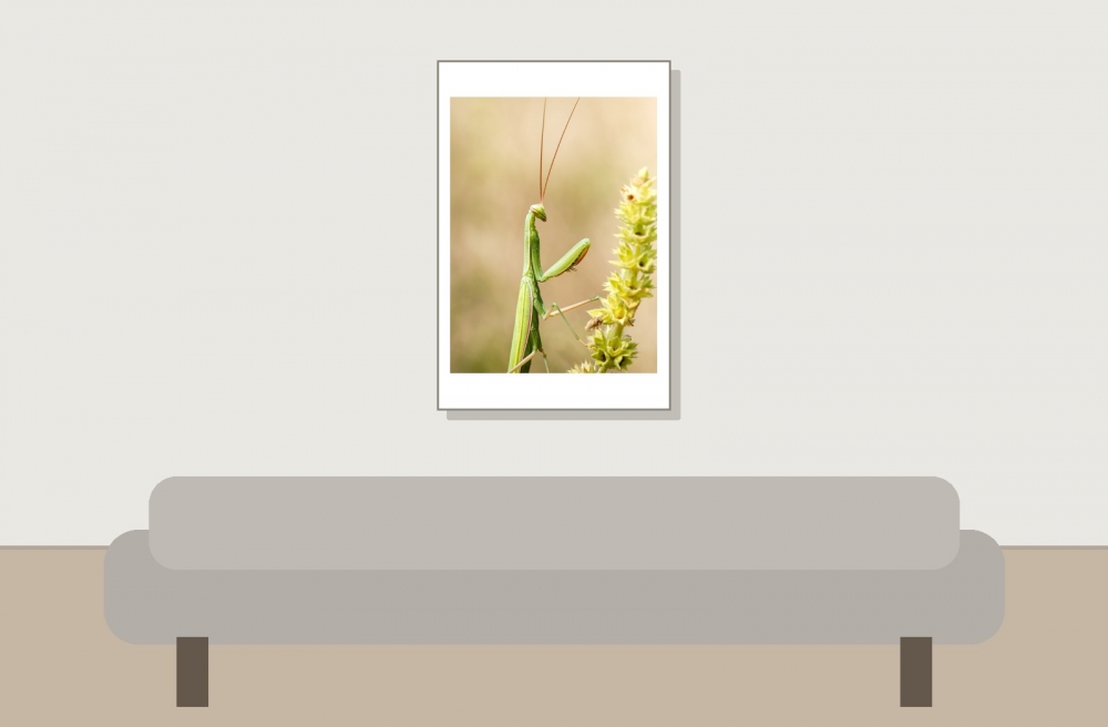 European Praying Mantis in Venoy — 40 × 60 cm