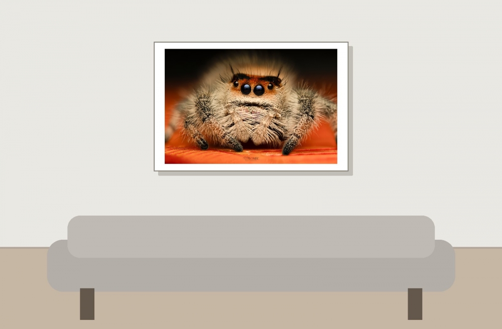 20250124,25 Abaddon Phidippus Regius Florida — 60 × 40 cm