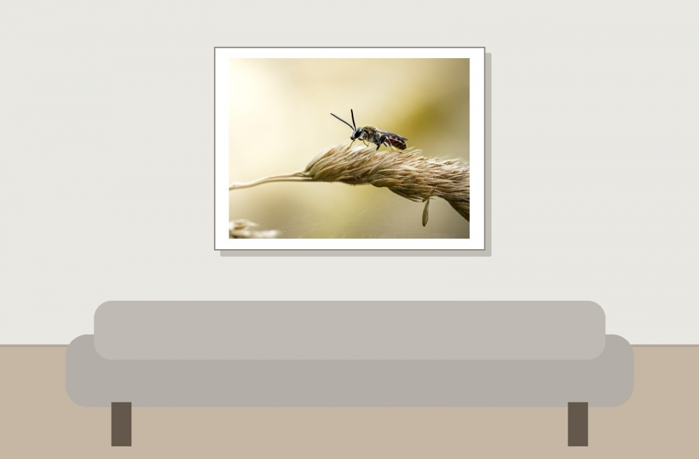 Lasioglossum Calceatum — Cheny — 40 × 30 cm