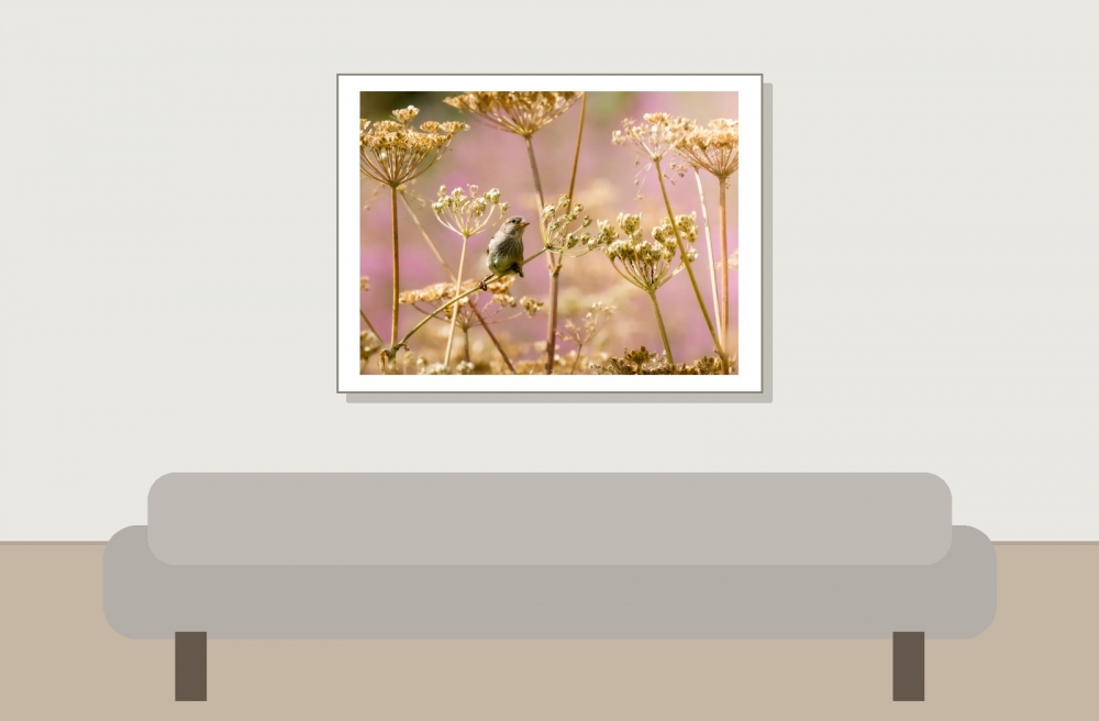 House Sparrow in Tignes — 40 × 30 cm