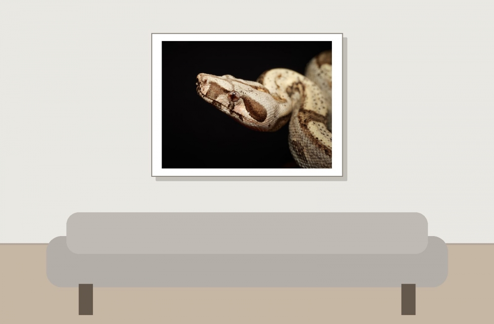 Boa Constrictor Operator — 20251115-2025-11-15 — 40 × 30 cm