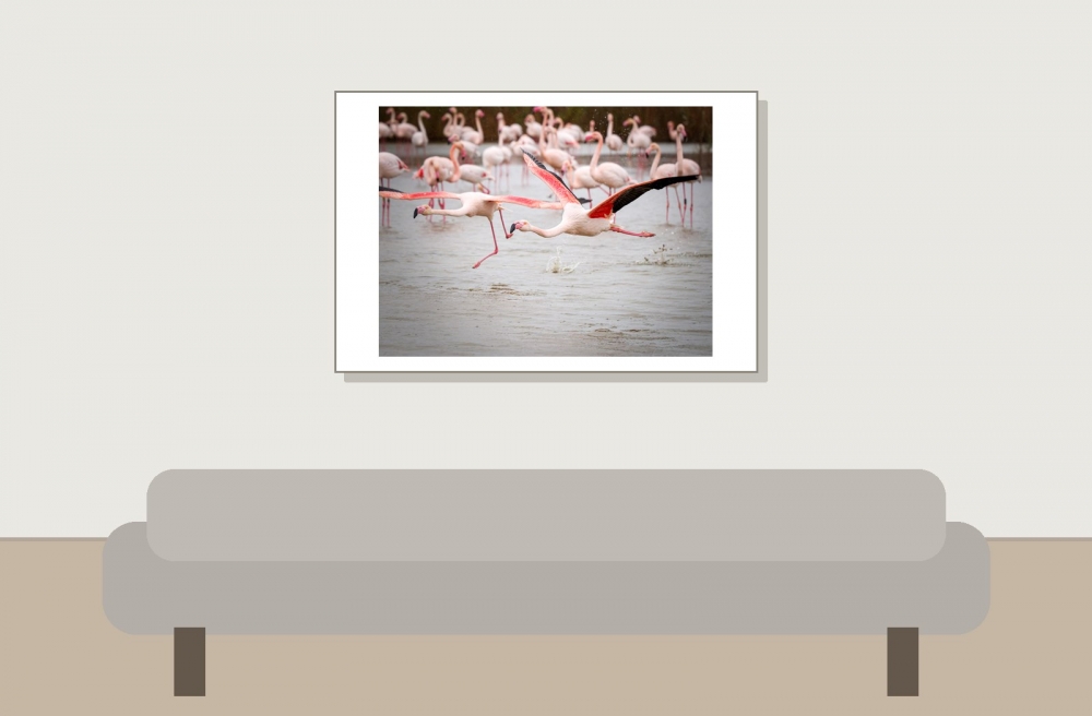Phoenicopterus Roseus — 20251201 — 60 × 40 cm