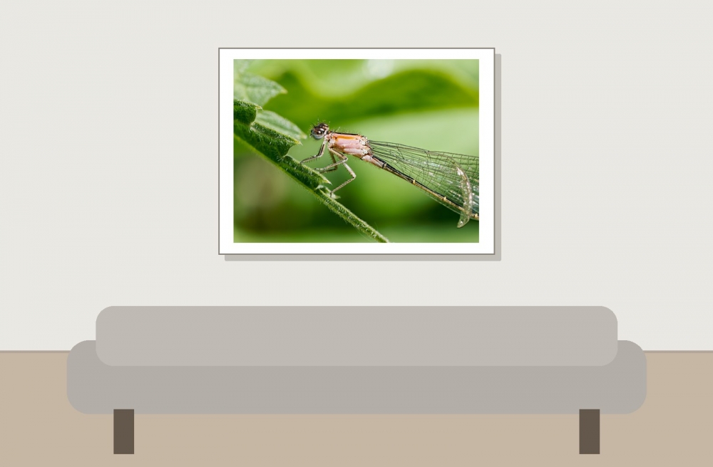 Ischnura Elegans — 20250516 — 40 × 30 cm