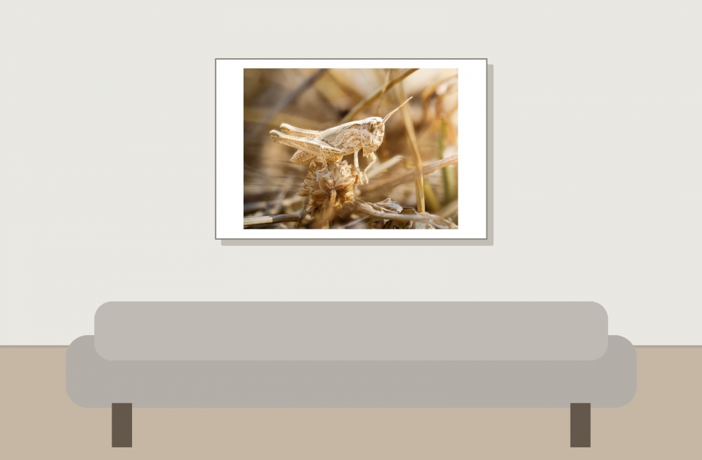 Chorthippus Biguttulus Group — Venoy — 60 × 40 cm