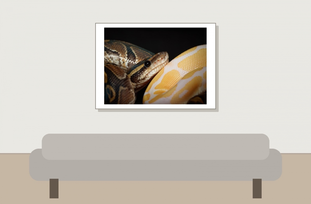 Python Regius — 20251115-2025-11-15 — 70 × 50 cm