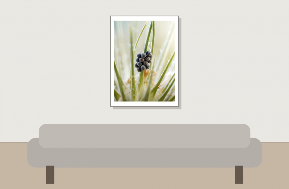 Palomena Prasina — Cheny — 30 × 40 cm