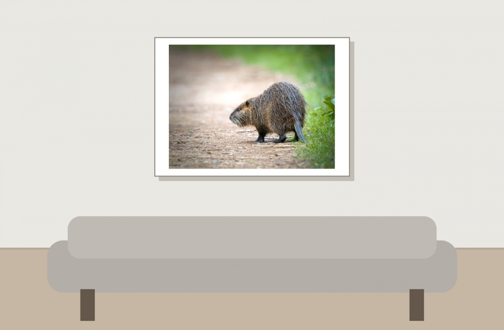 Myocastor Coypus — 20251201 — 70 × 50 cm