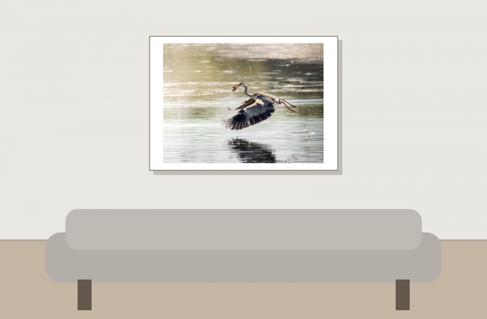 Grey Heron in Rosnay — 70 × 50 cm