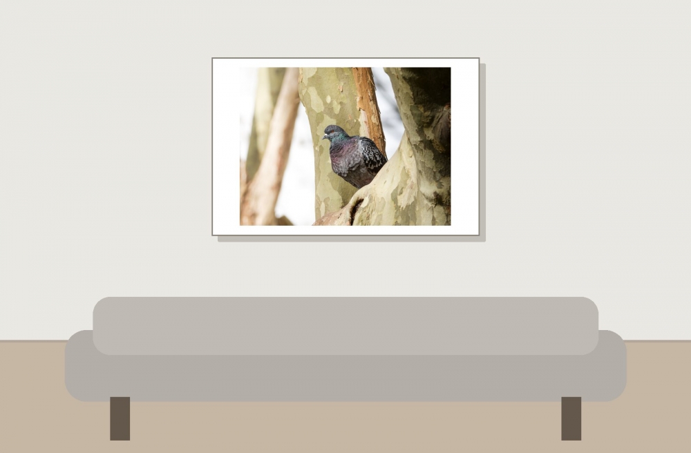 Columba Livia Var. Domestica — Migenne