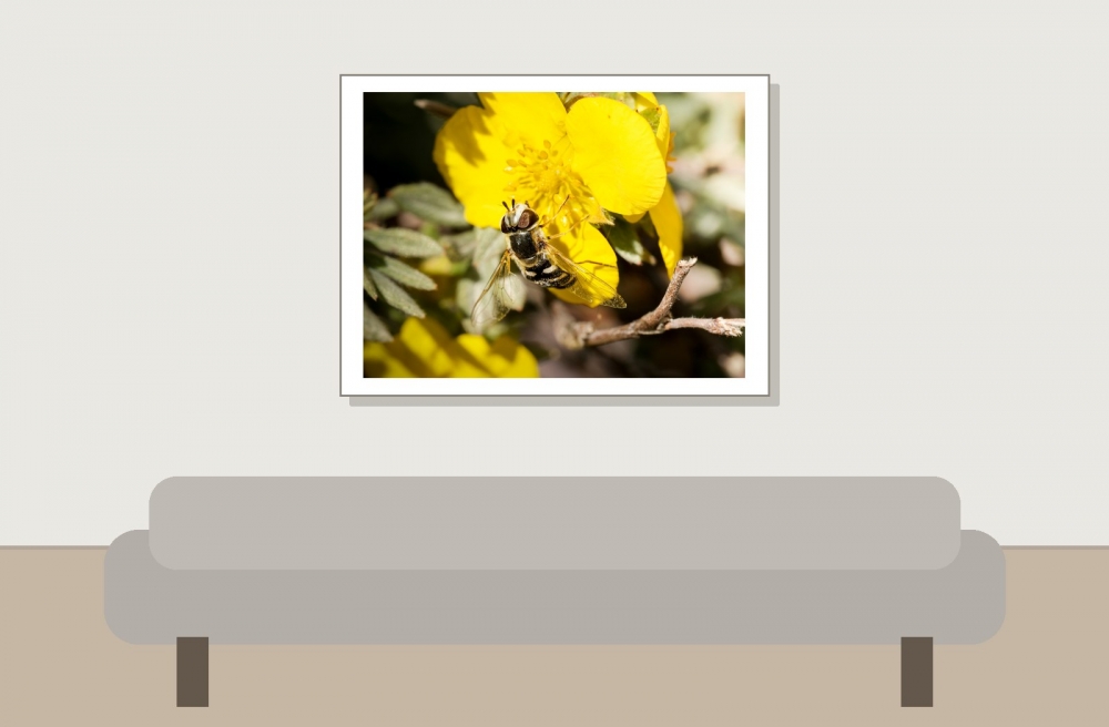 Scaeva Pyrastri — Tignes — 40 × 30 cm