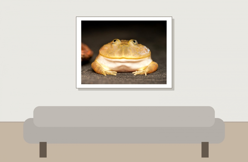 Lepidobatrachus Laevis — 20251115-2025-11-15 — 40 × 30 cm