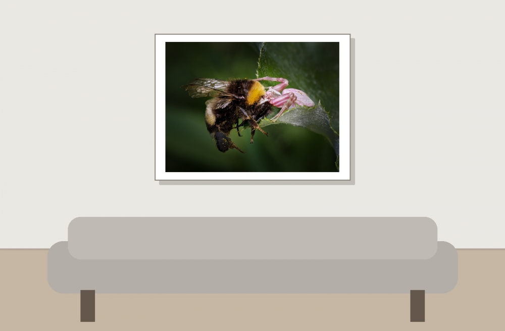 Misumena Vatia X Bombus — 20250521 — 40 × 30 cm