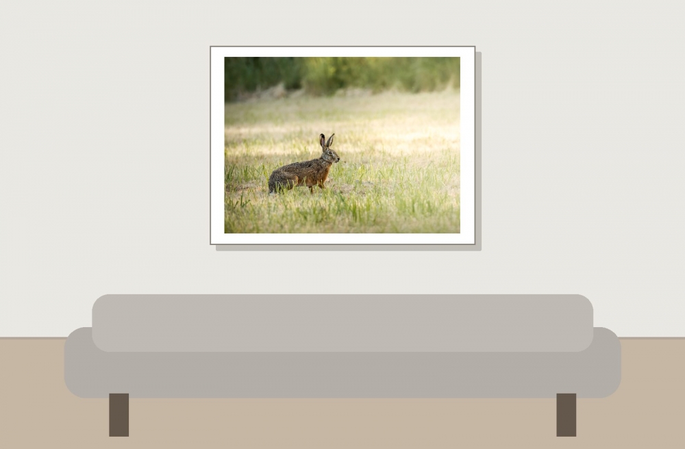 Lepus Europaeus — Rosnay — 40 × 30 cm