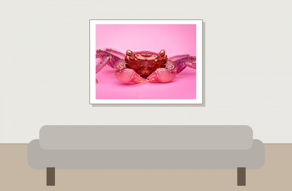 Crabe Vampire — 20251026 — 40 × 30 cm