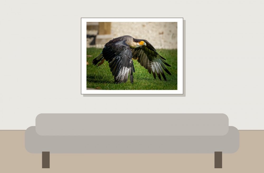 Caracara Plancus — 20251014 — 40 × 30 cm