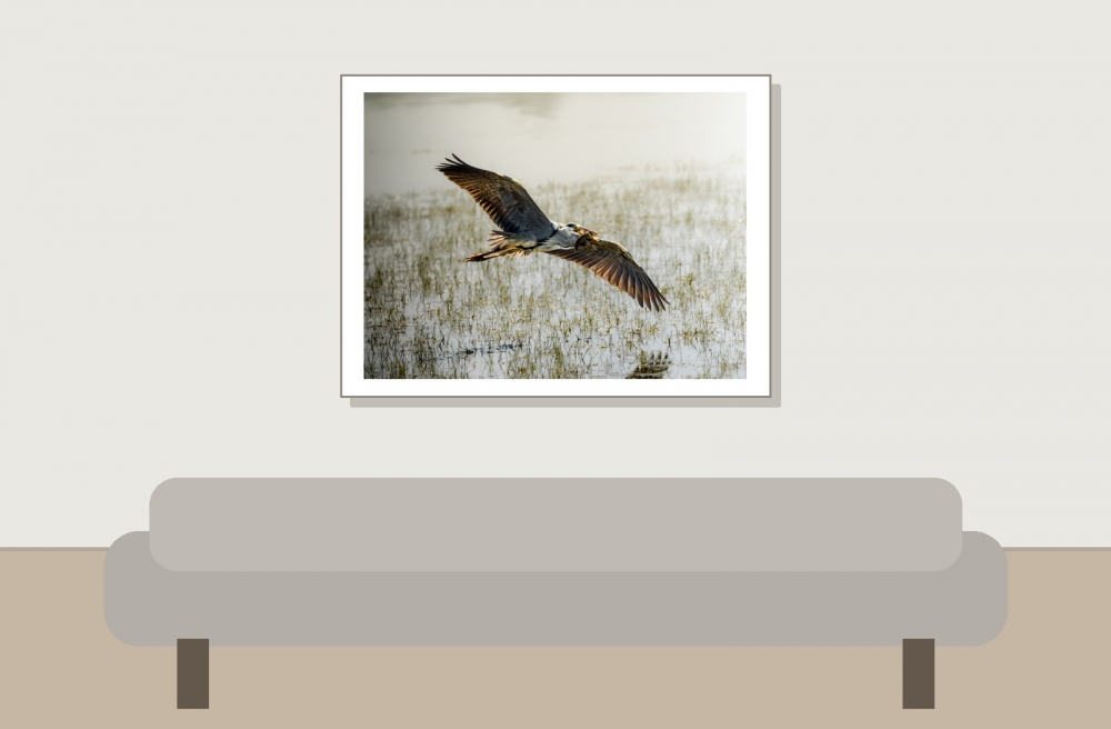 Grey Heron in Rosnay — 40 × 30 cm