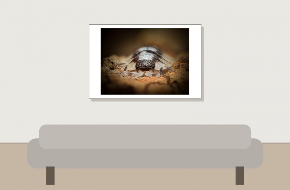 Porcellio Expansus — 60 × 40 cm