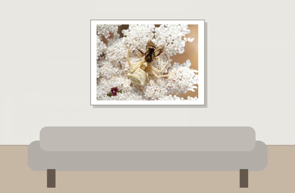 Misumena Vatia X Apis Mellifera — Venoy — 40 × 30 cm
