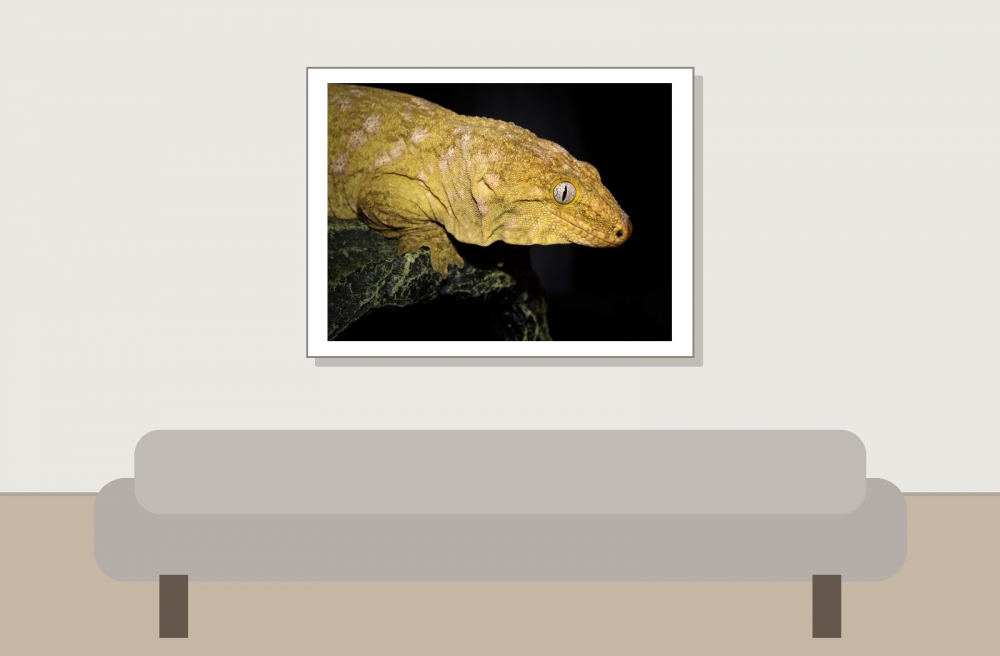 Rhacodactylus Leachianus — 20251115-2025-11-15 — 40 × 30 cm