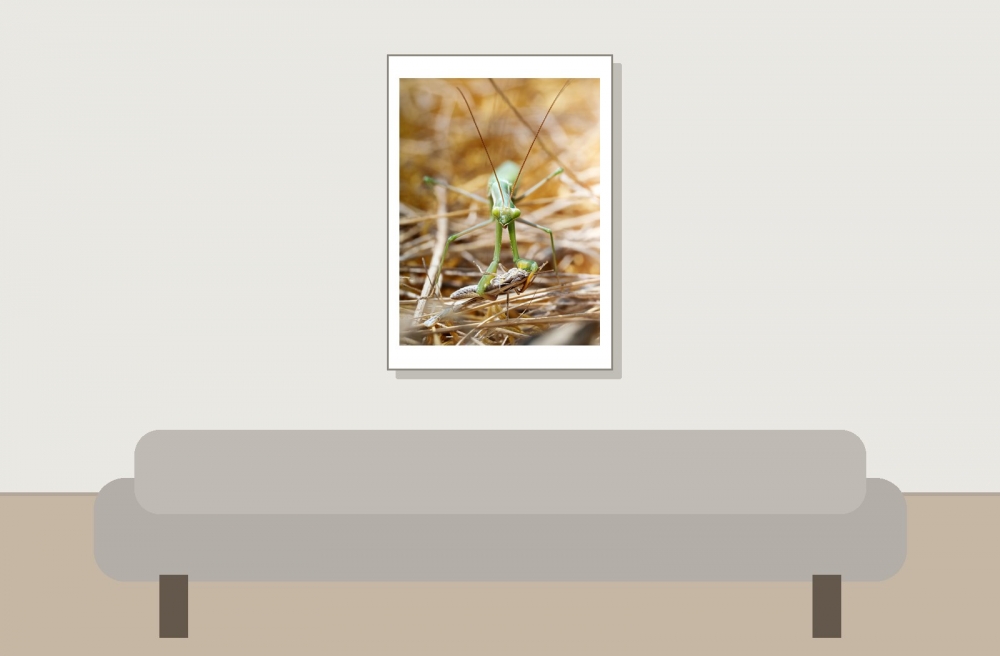 European Praying Mantis in Venoy — 50 × 70 cm