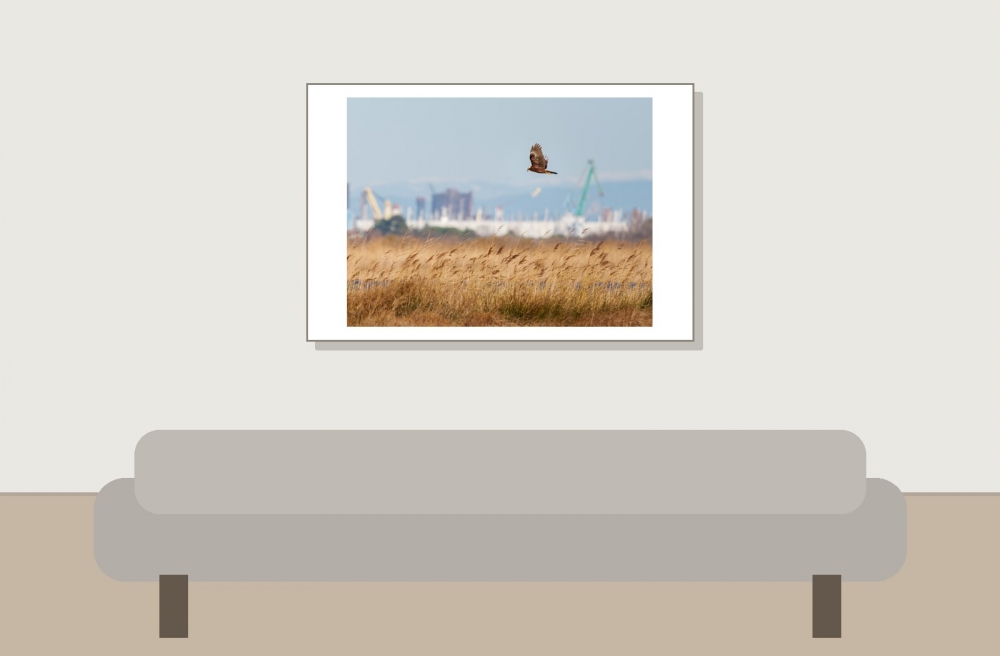 Circus Aeruginosus — 20251205 — 60 × 40 cm