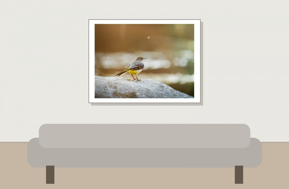 Motacilla Cinerea — Les Planches-en-Montagne — 40 × 30 cm