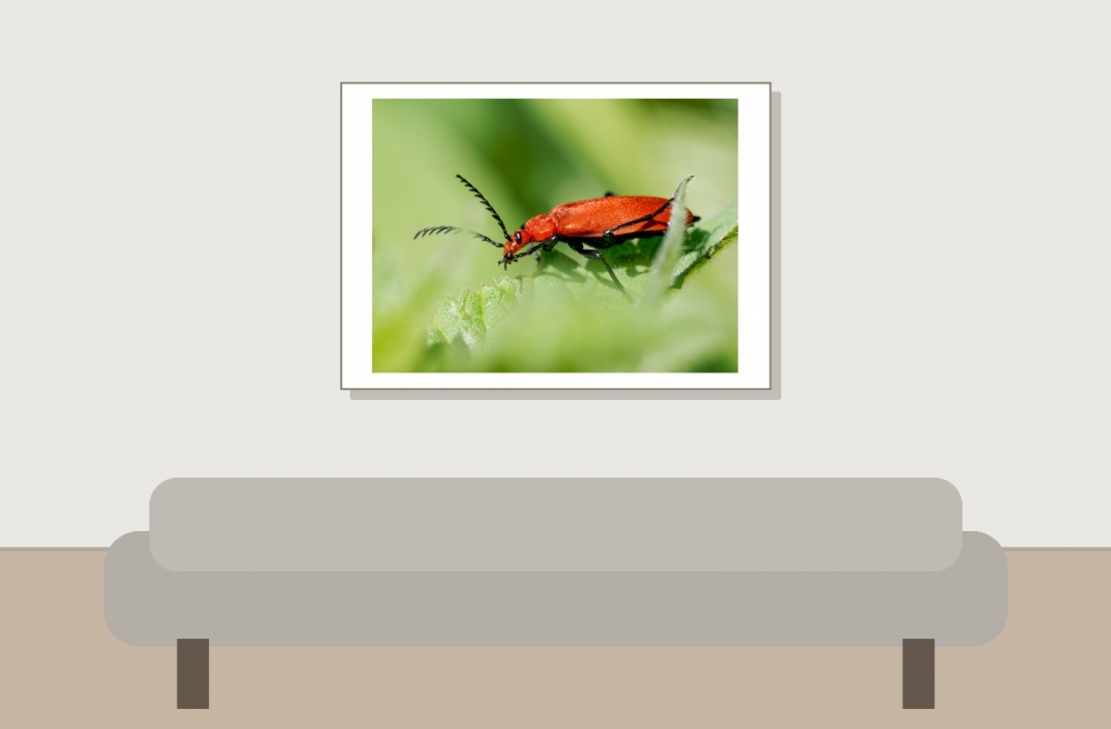 Pyrochroa Serraticornis — 20250516 — 70 × 50 cm