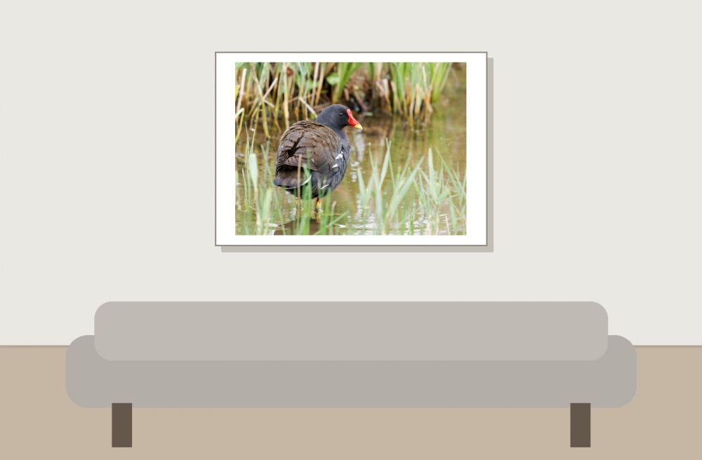 Gallinula Chloropus — 20250518 — 70 × 50 cm