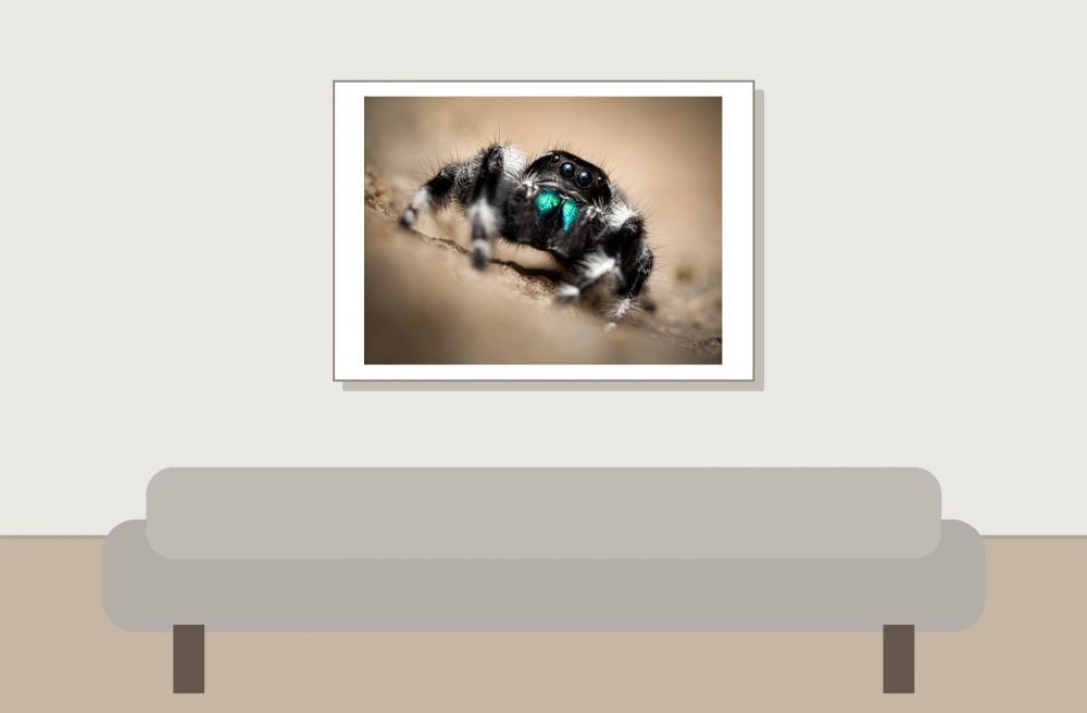 Tchala — Phidippus regius White Bahamas — 70 × 50 cm
