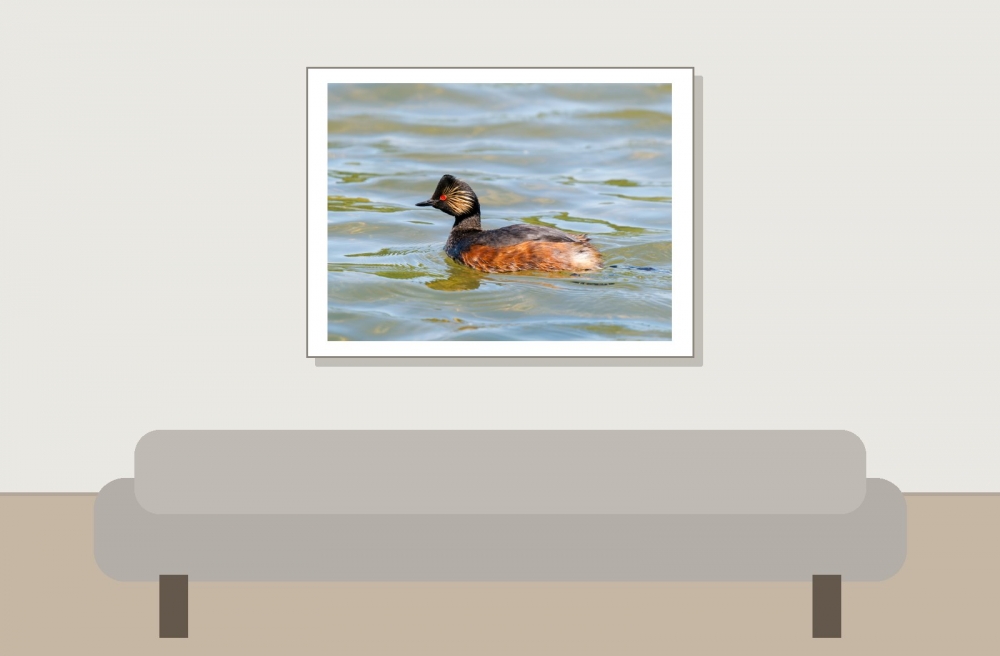 Podiceps Nigricollis — 20250516 — 40 × 30 cm