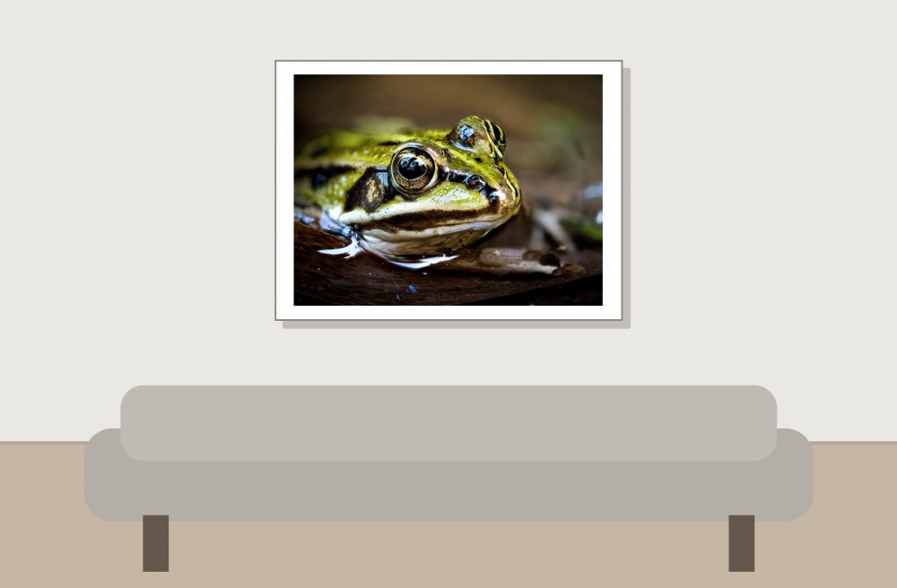 Water Frog in Mézières-en-Brenne — 40 × 30 cm