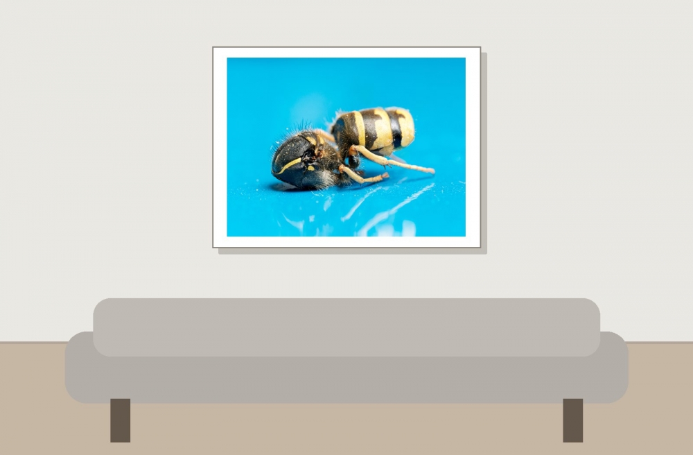 Vespula Vulgaris — 20250521 — 40 × 30 cm