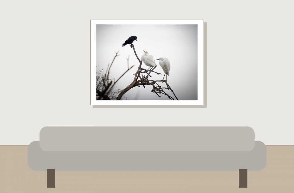 Ardea Ibis — 20251201 — 40 × 30 cm