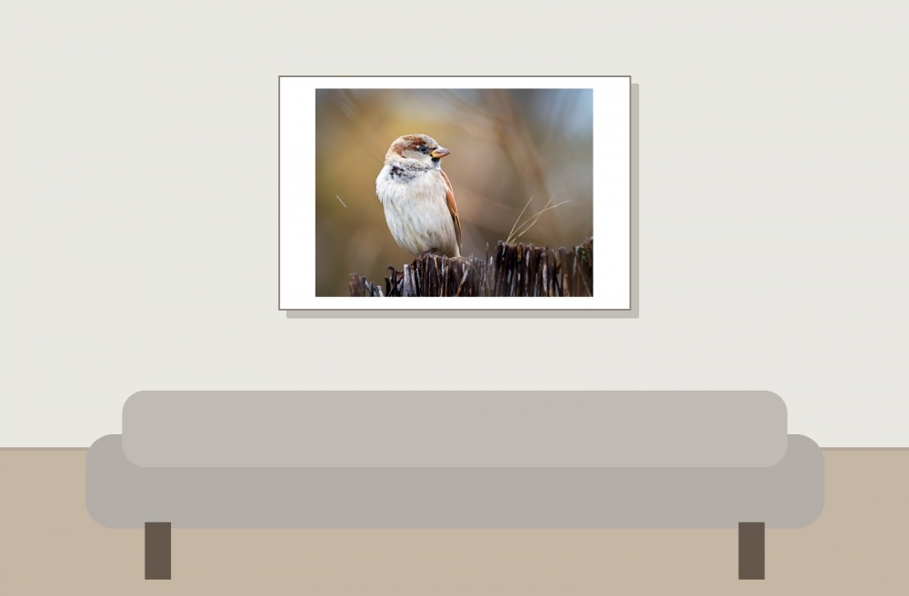 House Sparrow in 20251201 — 60 × 40 cm