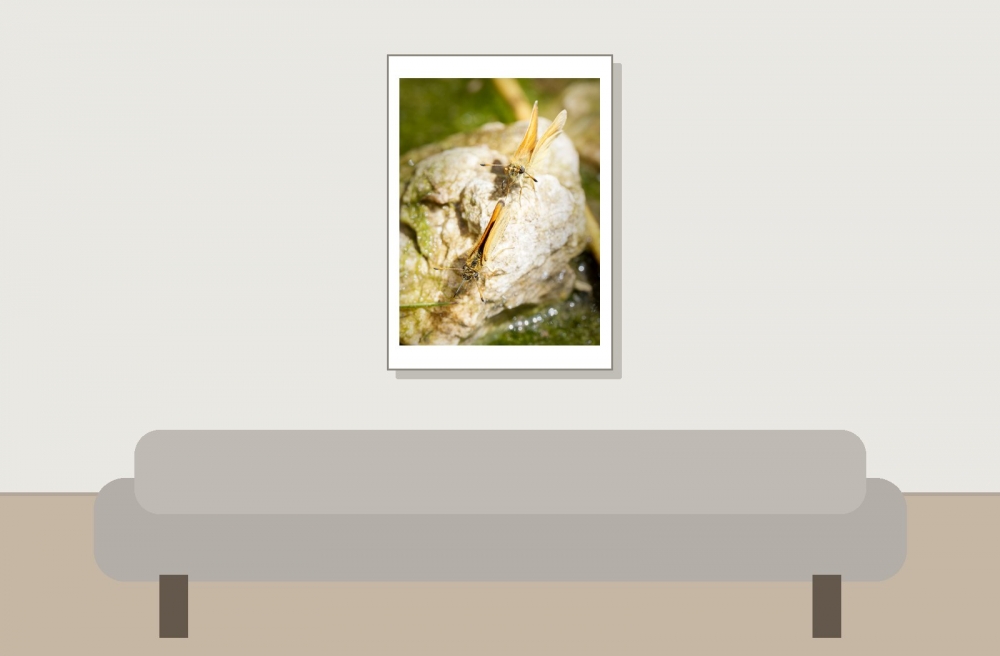 Thymelicus Lineola — 20250811 — 50 × 70 cm