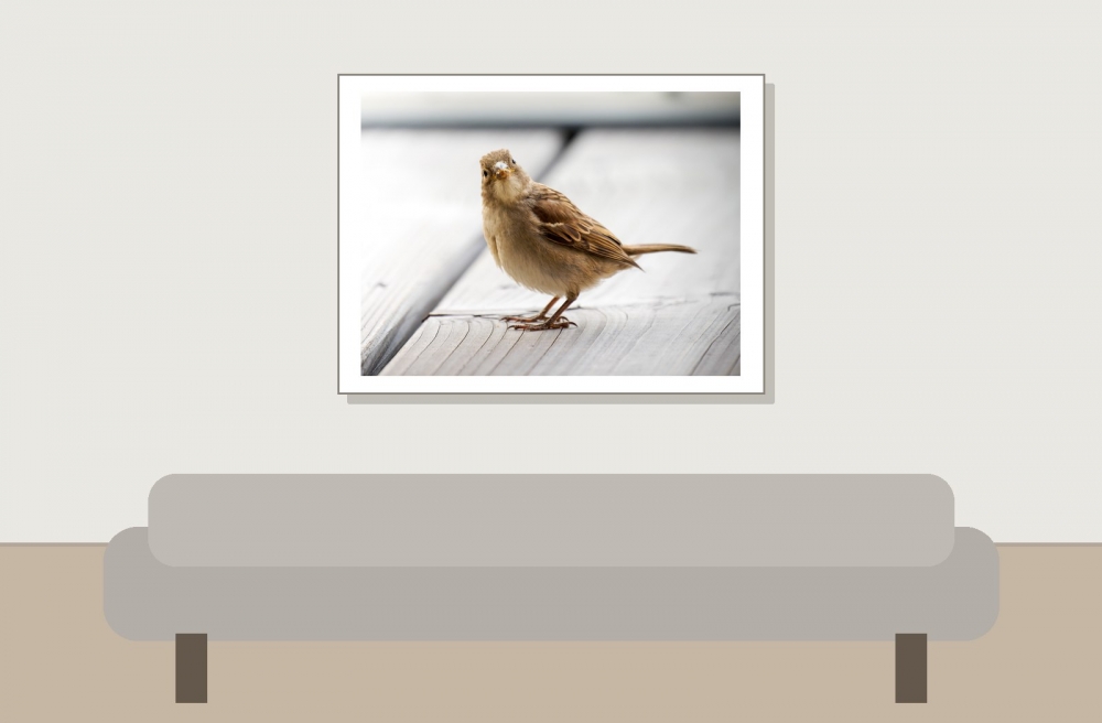 House Sparrow in Tignes — 40 × 30 cm